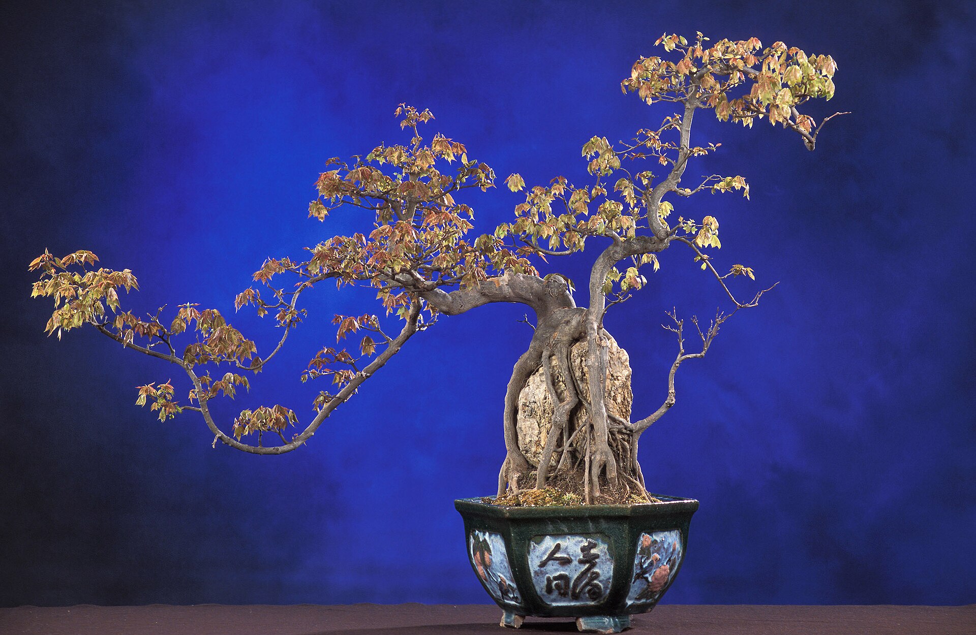 Drzewko bonsai z klonu w ceramicznej donicy
